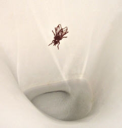 Duravit Durastyle felső vízbekötésű piszoár, öblítőperem nélkül HygieneGlaze felület légymatricával 2807302007